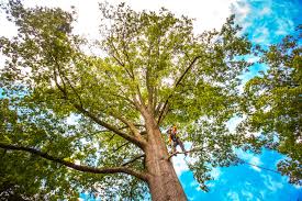 Tree and Shrub Care in Valle Vista, CA