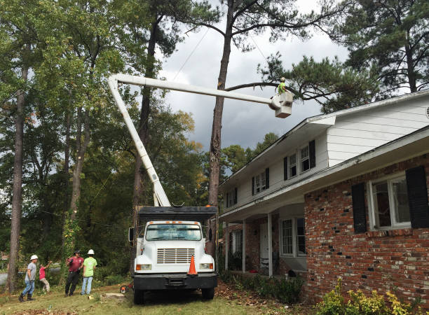 Professional Tree Care in Valle Vista, CA